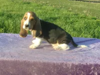 Boscoe, a male Basset Hound for sale in Kansas City, MO – Photo 7 of 7
