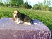 Boscoe, a male Basset Hound for sale in Kansas City, MO – Photo 5 of 7