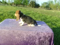 Boscoe, a male Basset Hound for sale in Kansas City, MO – Photo 6 of 7