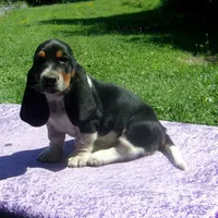 Jezzabelle, a female Basset Hound for sale in Kansas City, MO – 5 of 9