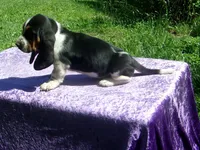 Hazel, a female Basset Hound for sale in Kansas City, MO – 6 of 9