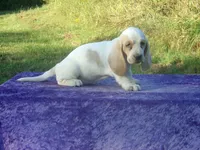 Sunny, a female Basset Hound for sale in Kansas City, MO – 5 of 9