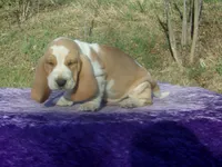Arlo, a male Basset Hound for sale in Kansas City, MO – Photo 5 of 7