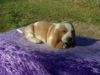 Arlo, a male Basset Hound for sale in Kansas City, MO – Photo 3 of 7