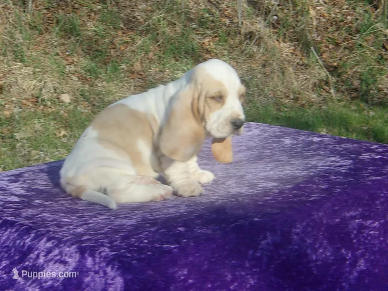 Mufasa – Basset Hound puppy for sale in Kansas City, MO