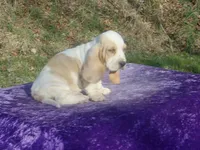 Mufasa, a male Basset Hound for sale in Kansas City, MO – Photo 1 of 6