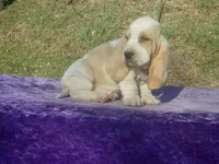 Mufasa, a male Basset Hound for sale in Kansas City, MO – Photo 3 of 6