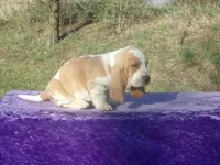 Arlo, a male Basset Hound for sale in Kansas City, MO – Photo 1 of 7