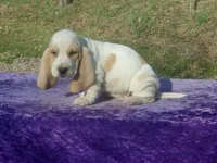 Mufasa, a male Basset Hound for sale in Kansas City, MO – Photo 4 of 6