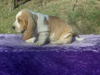 Arlo, a male Basset Hound for sale in Kansas City, MO – Photo 6 of 7