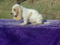 Mufasa, a male Basset Hound for sale in Kansas City, MO – Photo 5 of 6