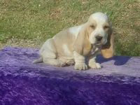 Mufasa, a male Basset Hound for sale in Kansas City, MO – Photo 2 of 6