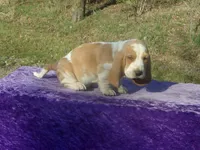 Arlo, a male Basset Hound for sale in Kansas City, MO – Photo 7 of 7