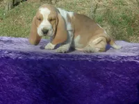 Arlo, a male Basset Hound for sale in Kansas City, MO – Photo 2 of 7