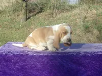 Arlo, a male Basset Hound for sale in Kansas City, MO – Photo 4 of 7