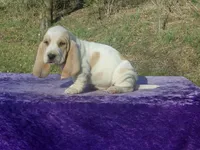 Mufasa, a male Basset Hound for sale in Kansas City, MO – Photo 6 of 6