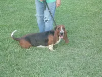 Shilo, a male Basset Hound for sale in Kansas City, MO – 9 of 10