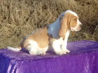 Hanson, a male Basset Hound for sale in Kansas City, MO – Photo 3 of 10