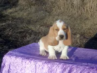 Hanson, a male Basset Hound for sale in Kansas City, MO – Photo 8 of 10