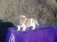 Hanson, a male Basset Hound for sale in Kansas City, MO – Photo 6 of 10