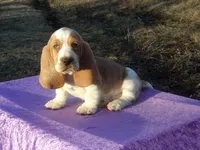 Hanson, a male Basset Hound for sale in Kansas City, MO – Photo 4 of 10