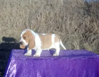 Hanson, a male Basset Hound for sale in Kansas City, MO – Photo 5 of 10