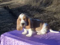 Hanson, a male Basset Hound for sale in Kansas City, MO – Photo 7 of 10