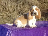 Hanson, a male Basset Hound for sale in Kansas City, MO – Photo 1 of 10