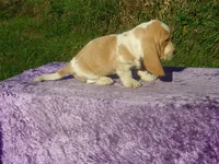 Bentley, a male Basset Hound for sale in Kansas City, MO – 6 of 8