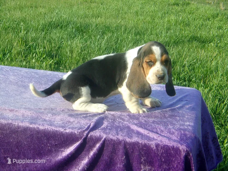 Bonnie – Basset Hound puppy for sale in Kansas City, MO