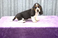 processed/9363e642-07bc-485d-92a7-e77413458eea/listing/fdcfb43a-d501-43c5-955f-1d15f74ae478/85d93257-0364-447a-b0e7-d7dc724a0315