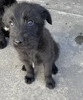 Nikki , a female Giant Schnauzer for sale in Downey, CA – Photo 2 of 2