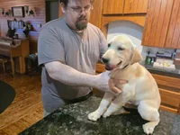 Female , a female Labrador Retriever for sale in Batesburg, SC – 1 of 3