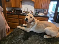 Male, a male Labrador Retriever for sale in Batesburg, SC – 2 of 2