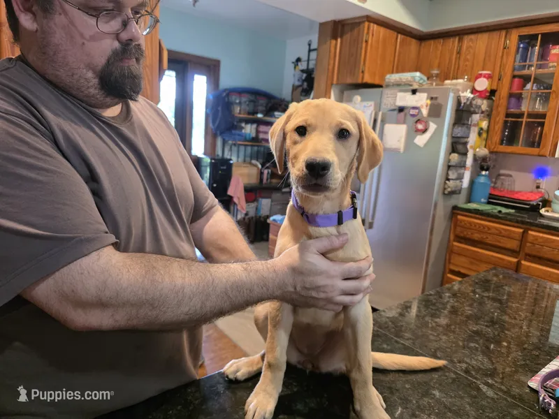 Female  – Labrador Retriever puppy for sale in Batesburg, SC