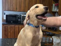 Male, a male Labrador Retriever for sale in Batesburg, SC – 2 of 2