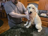 Female , a female Labrador Retriever for sale in Batesburg, SC – 2 of 3