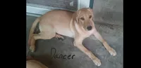 Dancer, a male Labrador Retriever for sale in Batesburg, SC – 2 of 3