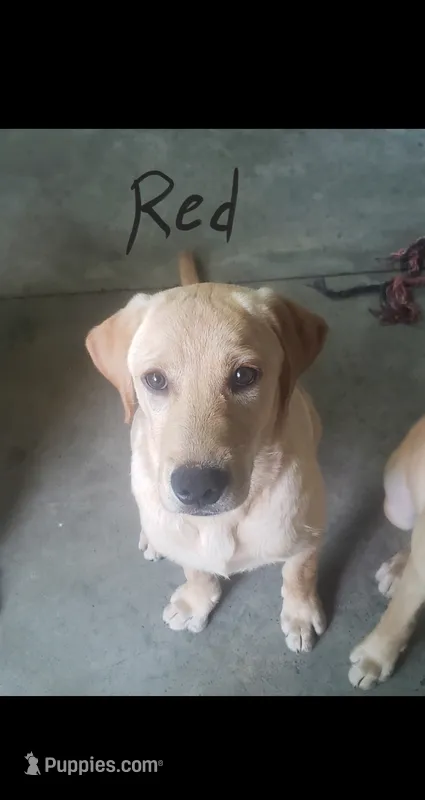 Red – Labrador Retriever puppy for sale in Batesburg, SC