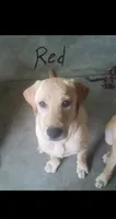 Red, a male Labrador Retriever for sale in Batesburg, SC – 1 of 3