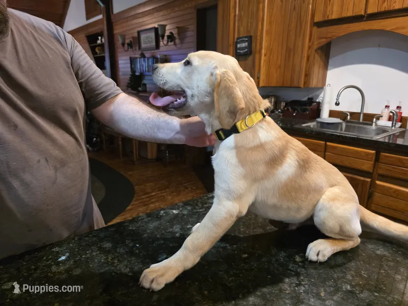 Male – Labrador Retriever puppy for sale in Batesburg, SC