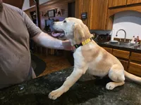 Male, a male Labrador Retriever for sale in Batesburg, SC – 1 of 3
