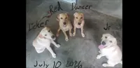 Dancer, a male Labrador Retriever for sale in Batesburg, SC – 3 of 3