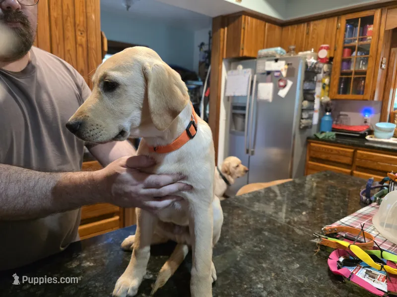 Male – Labrador Retriever puppy for sale in Batesburg, SC