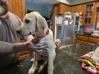 Male, a male Labrador Retriever for sale in Batesburg, SC – 1 of 2