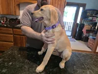 Female , a male Labrador Retriever for sale in Batesburg, SC – 2 of 2