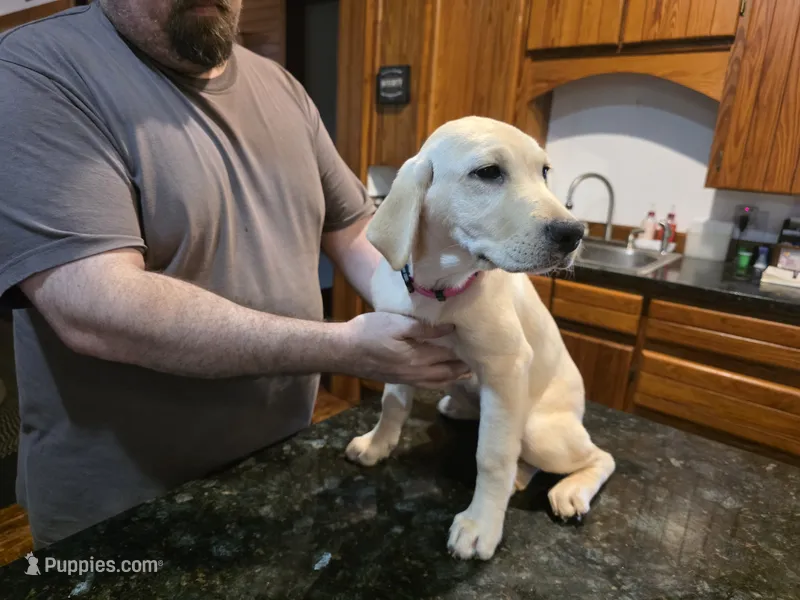 Blue – Labrador Retriever puppy for sale in Batesburg, SC