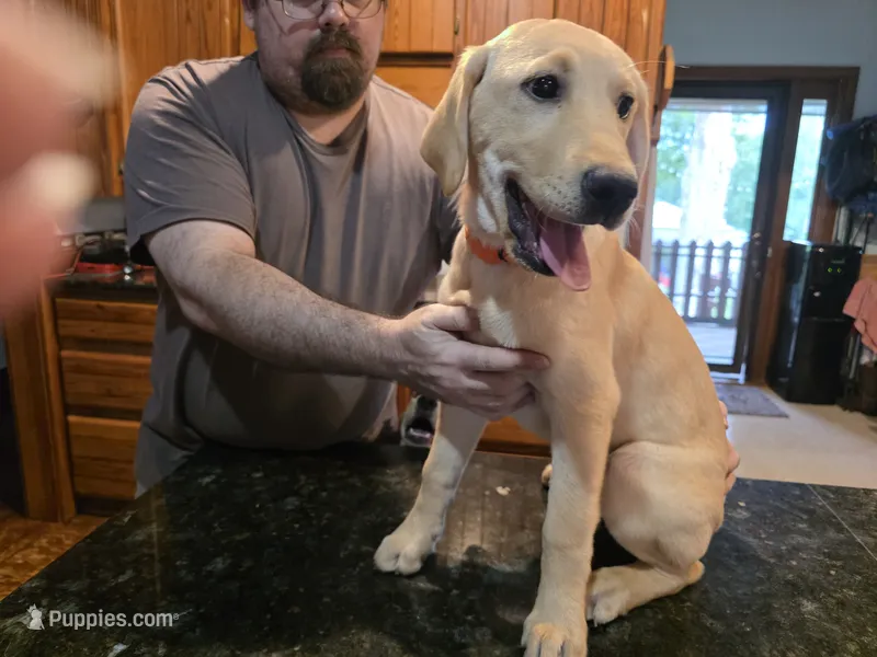 Male – Labrador Retriever puppy for sale in Batesburg, SC