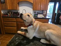 Male, a male Labrador Retriever for sale in Batesburg, SC – 1 of 2