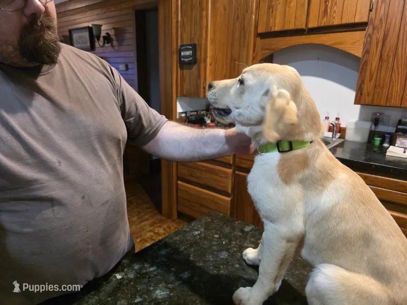 Male – Labrador Retriever puppy for sale in Batesburg, SC